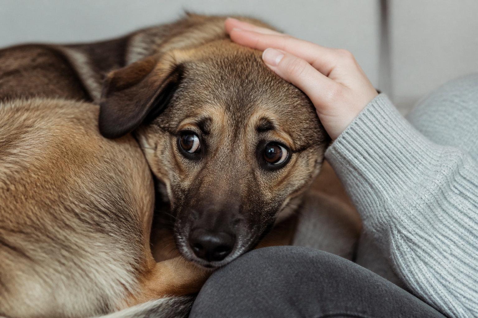 Comment aider un chien à surmonter ses traumatismes ?