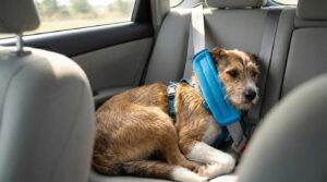 Un chien brun à poils mi-longs assis sur la banquette arrière d'une voiture, attaché avec un harnais de sécurité bleu.
