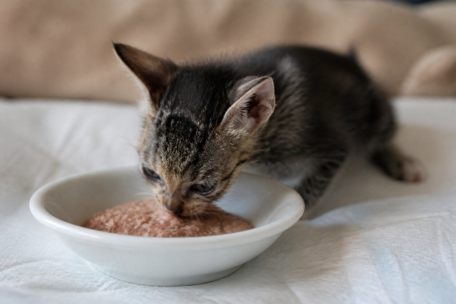 3 étapes clés pour la remise sur pattes du petit rescapé