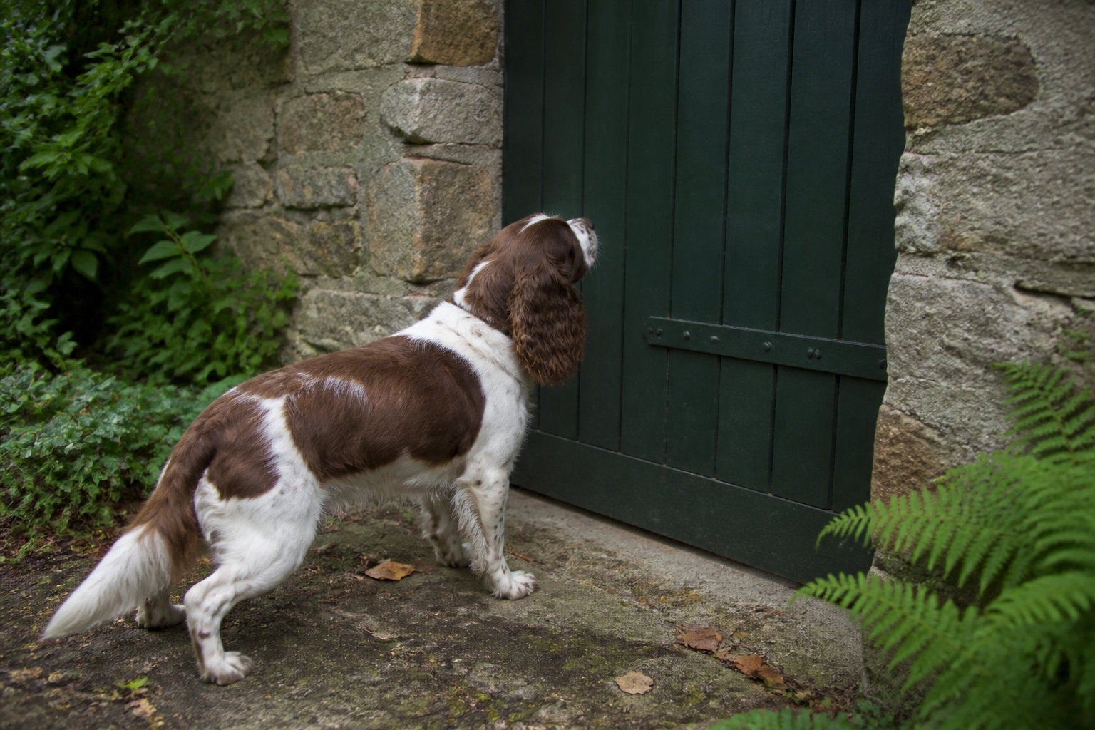 Décoder le comportement manipulateur chez le chien