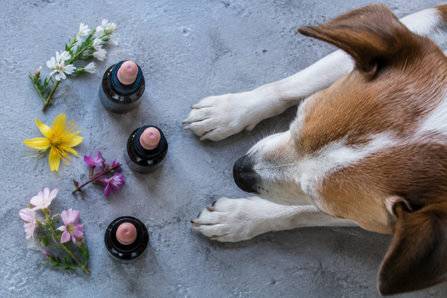Un chien allongé à côté de trois flacons de fleurs de Bach et de fleurs fraîches sur un sol gris.