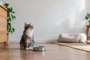 Un chat tigré assis devant une gamelle vide, se léchant les babines dans un intérieur lumineux.
