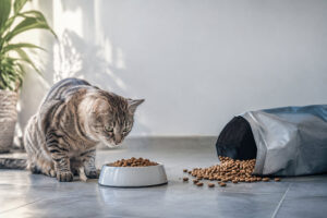Un chat tabby assis sur un sol carrelé devant une gamelle remplie de croquettes, avec un sac renversé à côté.