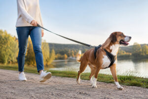 Une femme promène son chien portant un harnais anti-traction sur un sentier au bord d'un lac.