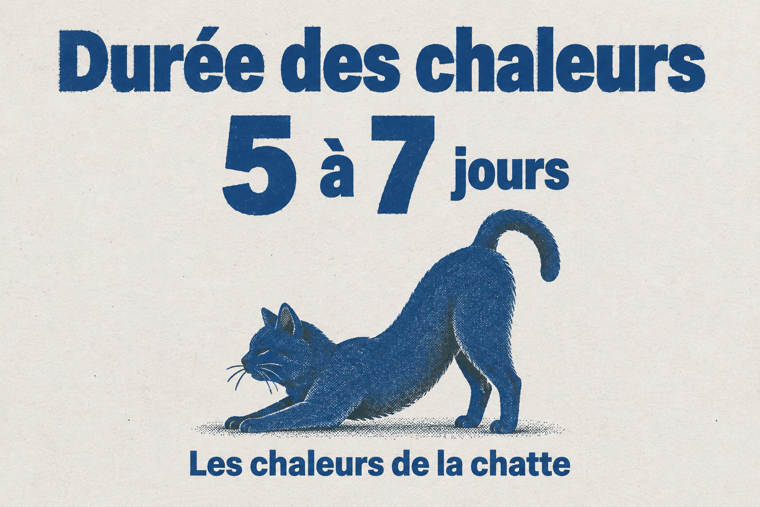 Les chaleurs de la chatte durent de 5 à 7 jours.
