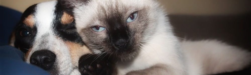 besoin énergétique chat et chien